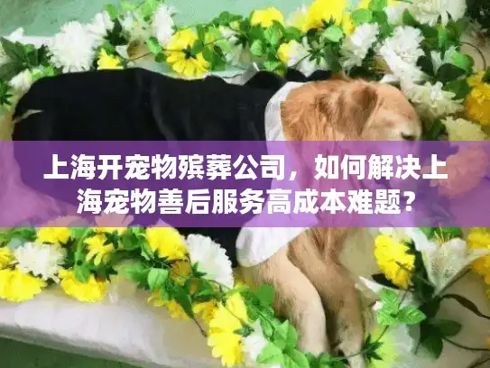 上海开宠物殡葬公司，如何解决上海宠物善后服务高成本难题？