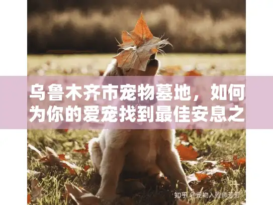 乌鲁木齐市宠物墓地，如何为你的爱宠找到最佳安息之所？