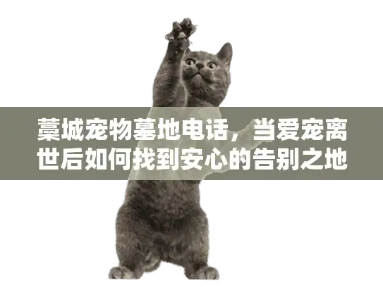 藁城宠物墓地电话，当爱宠离世后如何找到安心的告别之地？