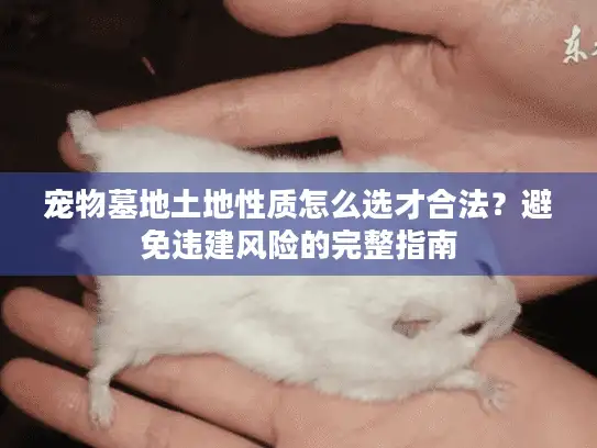 宠物墓地土地性质怎么选才合法？避免违建风险的完整指南