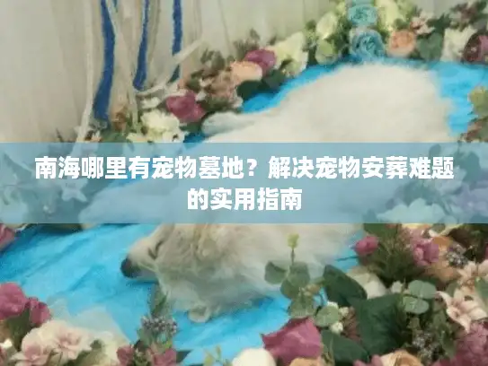 南海哪里有宠物墓地？解决宠物安葬难题的实用指南