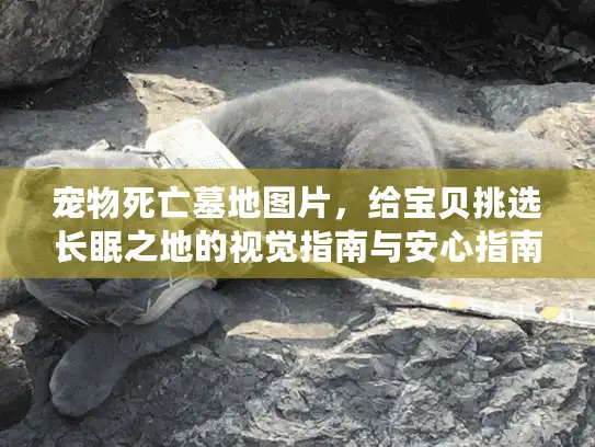 宠物死亡墓地图片，给宝贝挑选长眠之地的视觉指南与安心指南