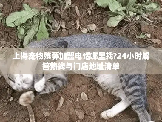 上海宠物殡葬加盟电话哪里找?24小时解答热线与门店地址清单