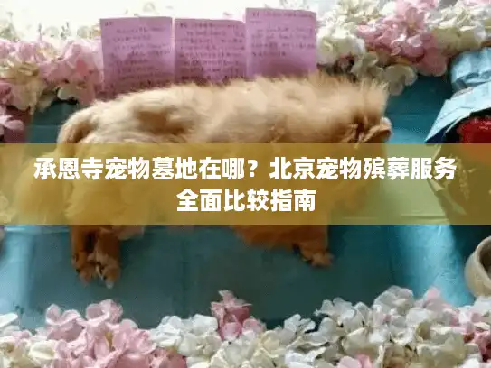 承恩寺宠物墓地在哪？北京宠物殡葬服务全面比较指南
