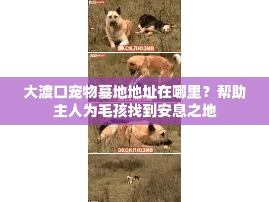 大渡口宠物墓地地址在哪里？帮助主人为毛孩找到安息之地