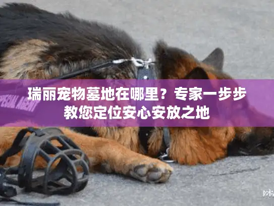瑞丽宠物墓地在哪里？专家一步步教您定位安心安放之地