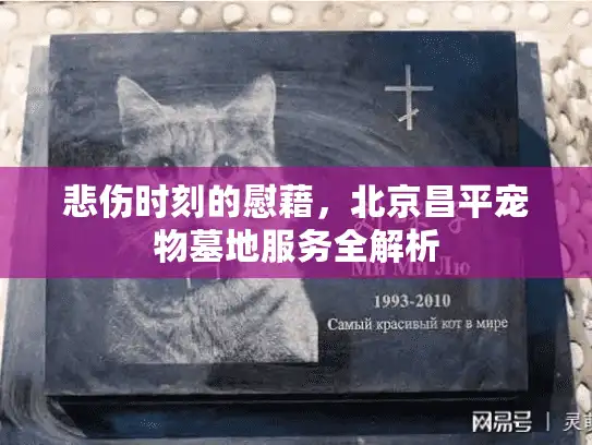 悲伤时刻的慰藉，北京昌平宠物墓地服务全解析