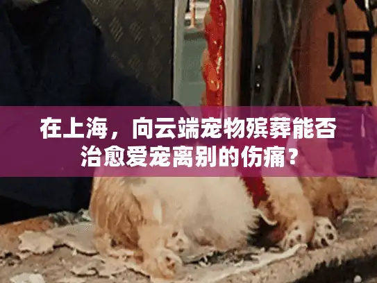 在上海，向云端宠物殡葬能否治愈爱宠离别的伤痛？