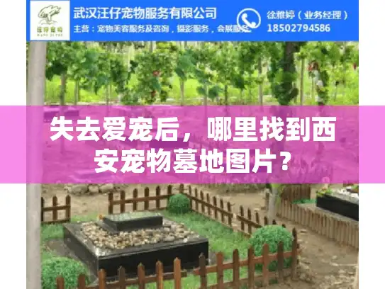 失去爱宠后，哪里找到西安宠物墓地图片？
