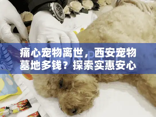 痛心宠物离世，西安宠物墓地多钱？探索实惠安心的宠物安息方案