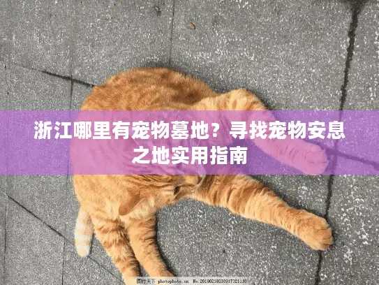 浙江哪里有宠物墓地？寻找宠物安息之地实用指南