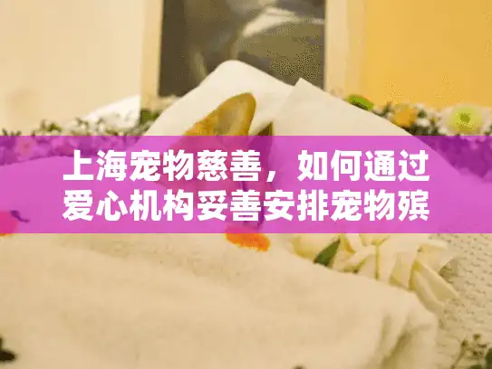 上海宠物慈善，如何通过爱心机构妥善安排宠物殡葬服务？