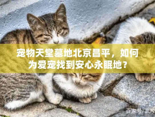 宠物天堂墓地北京昌平，如何为爱宠找到安心永眠地？