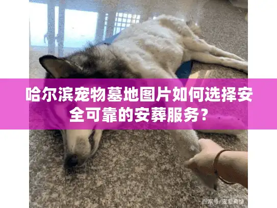 哈尔滨宠物墓地图片如何选择安全可靠的安葬服务？
