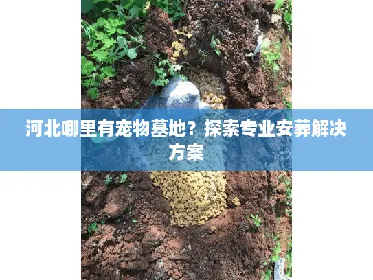河北哪里有宠物墓地？探索专业安葬解决方案