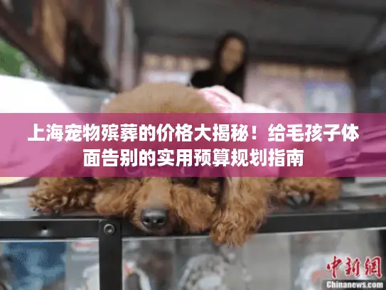 上海宠物殡葬的价格大揭秘！给毛孩子体面告别的实用预算规划指南