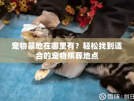 宠物墓地在哪里有？轻松找到适合的宠物殡葬地点