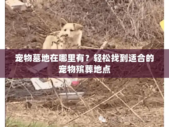 宠物墓地在哪里有？轻松找到适合的宠物殡葬地点