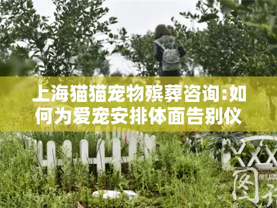 上海猫猫宠物殡葬咨询:如何为爱宠安排体面告别仪式?