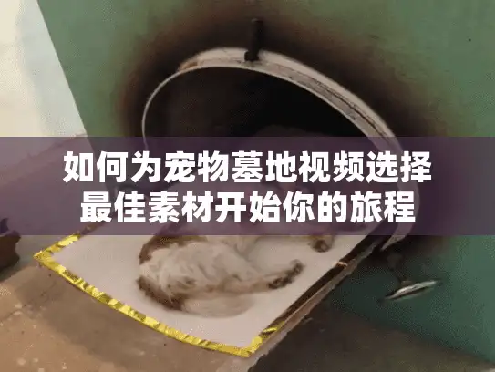 如何为宠物墓地视频选择最佳素材开始你的旅程