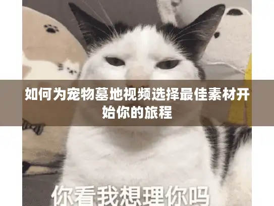 如何为宠物墓地视频选择最佳素材开始你的旅程