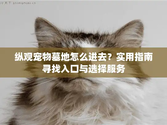 纵观宠物墓地怎么进去？实用指南寻找入口与选择服务