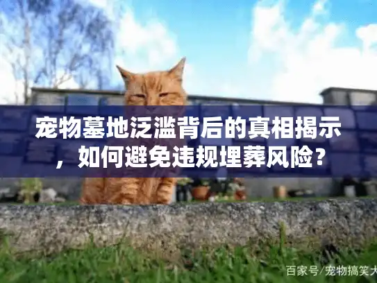 宠物墓地泛滥背后的真相揭示，如何避免违规埋葬风险？