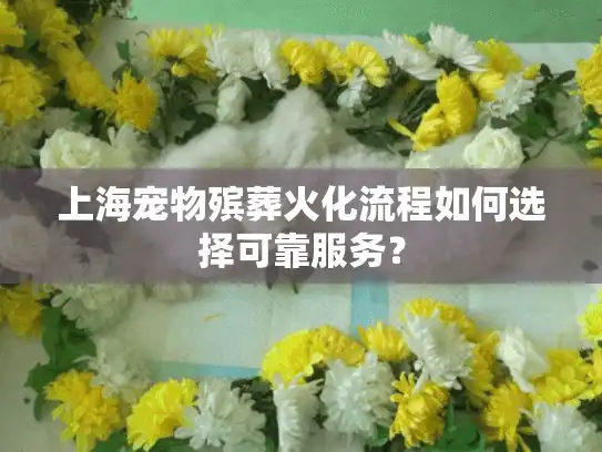 上海宠物殡葬火化流程如何选择可靠服务？