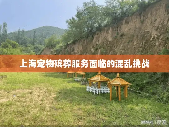 上海宠物殡葬服务面临的混乱挑战