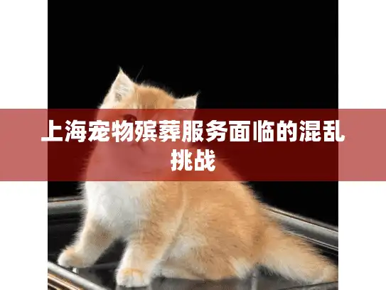 上海宠物殡葬服务面临的混乱挑战