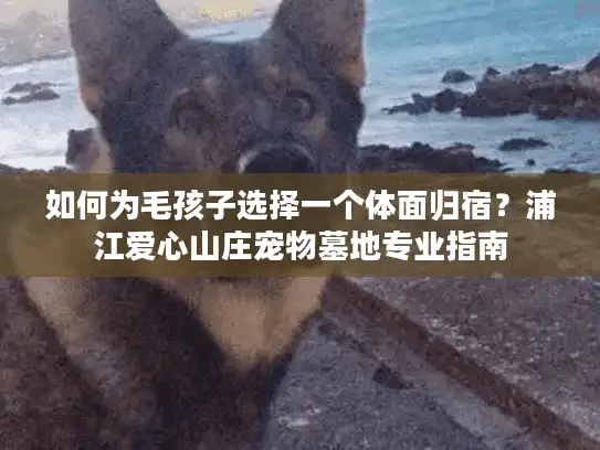 如何为毛孩子选择一个体面归宿？浦江爱心山庄宠物墓地专业指南