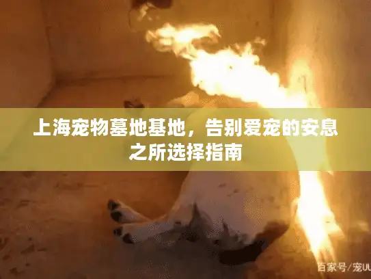 上海宠物墓地基地，告别爱宠的安息之所选择指南