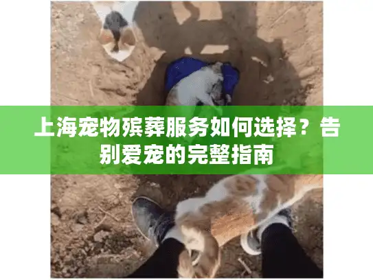 上海宠物殡葬服务如何选择？告别爱宠的完整指南