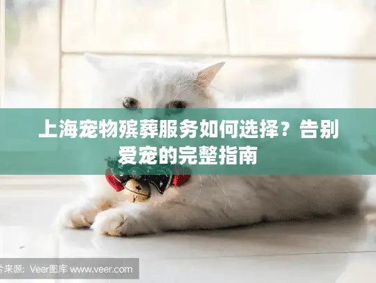 上海宠物殡葬服务如何选择？告别爱宠的完整指南