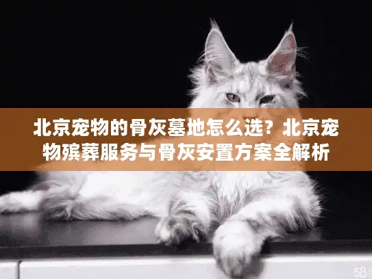 北京宠物的骨灰墓地怎么选？北京宠物殡葬服务与骨灰安置方案全解析