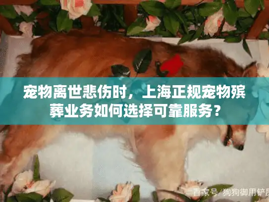 宠物离世悲伤时，上海正规宠物殡葬业务如何选择可靠服务？