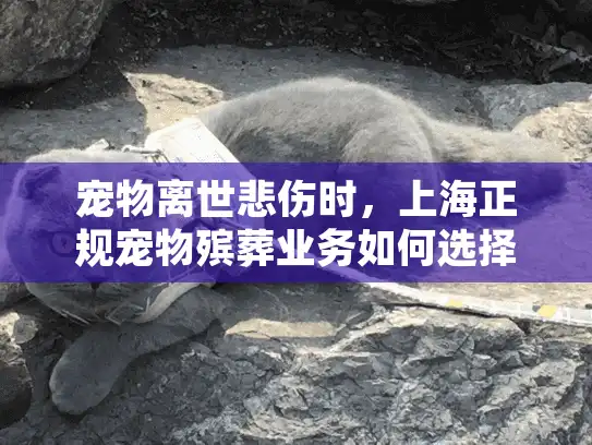 宠物离世悲伤时，上海正规宠物殡葬业务如何选择可靠服务？