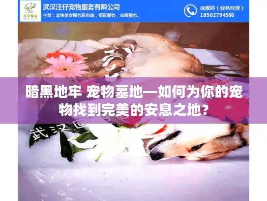 暗黑地牢 宠物墓地—如何为你的宠物找到完美的安息之地？