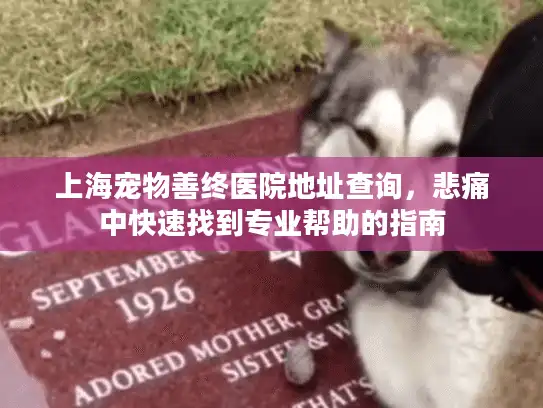 上海宠物善终医院地址查询，悲痛中快速找到专业帮助的指南