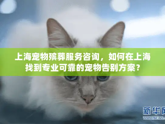 上海宠物殡葬服务咨询，如何在上海找到专业可靠的宠物告别方案？