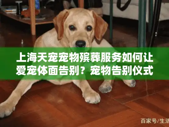 上海天宠宠物殡葬服务如何让爱宠体面告别？宠物告别仪式详解