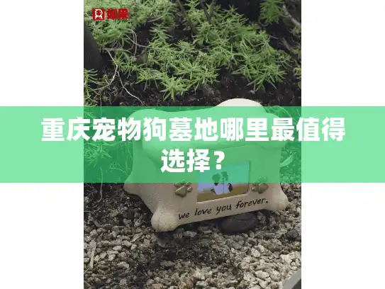 重庆宠物狗墓地哪里最值得选择？