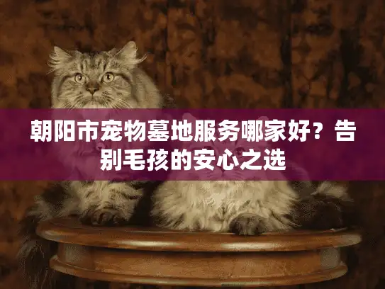朝阳市宠物墓地服务哪家好？告别毛孩的安心之选