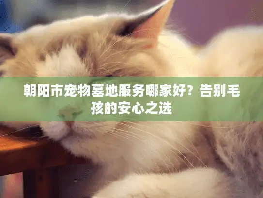 朝阳市宠物墓地服务哪家好？告别毛孩的安心之选