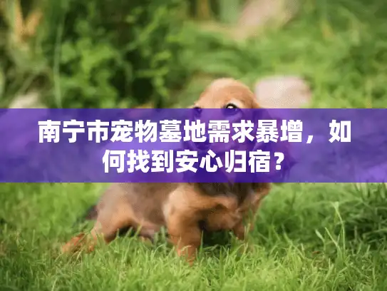 南宁市宠物墓地需求暴增，如何找到安心归宿？