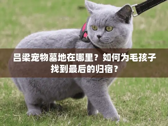 吕梁宠物墓地在哪里？如何为毛孩子找到最后的归宿？