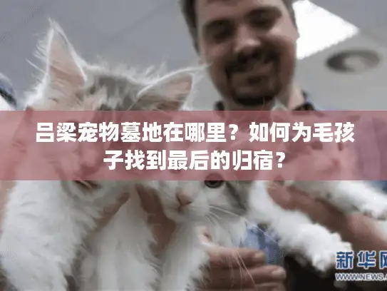 吕梁宠物墓地在哪里？如何为毛孩子找到最后的归宿？