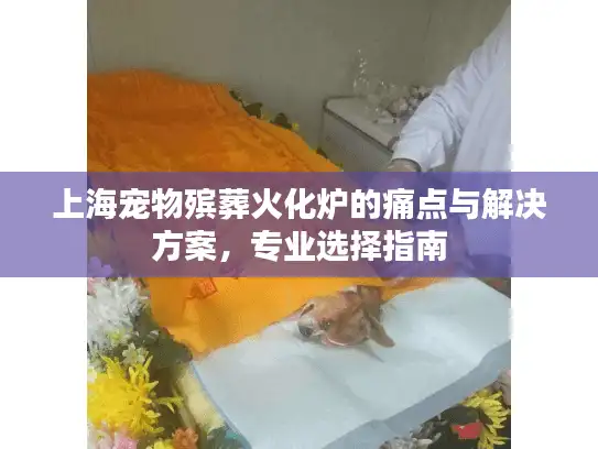上海宠物殡葬火化炉的痛点与解决方案，专业选择指南
