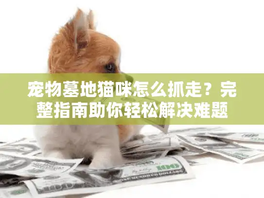 宠物墓地猫咪怎么抓走？完整指南助你轻松解决难题