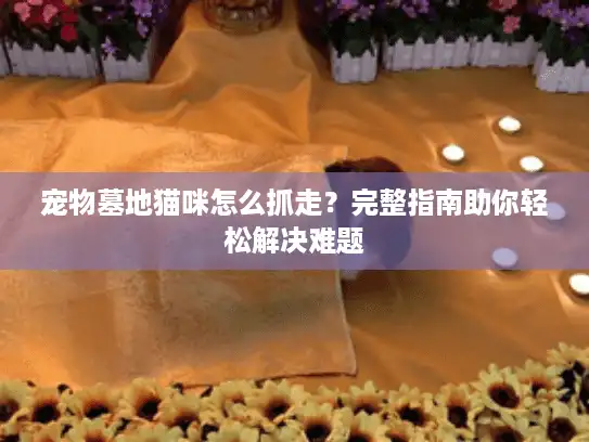 宠物墓地猫咪怎么抓走？完整指南助你轻松解决难题